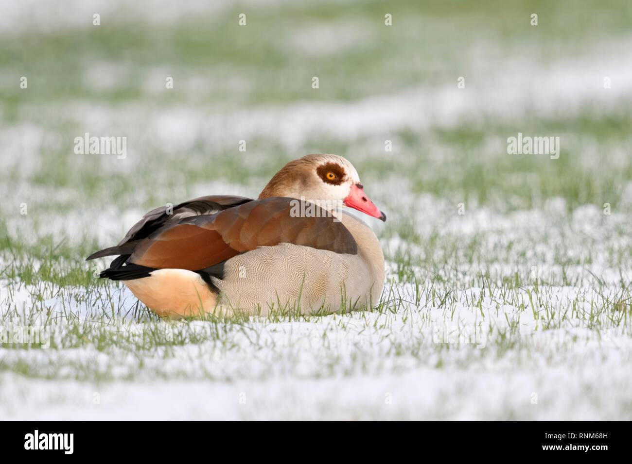 Egyptian goose / Nilgans (Alopochen aegyptiacus) en hiver, le mensonge, reposant sur des terres agricoles, la faune, l'Europe. Banque D'Images