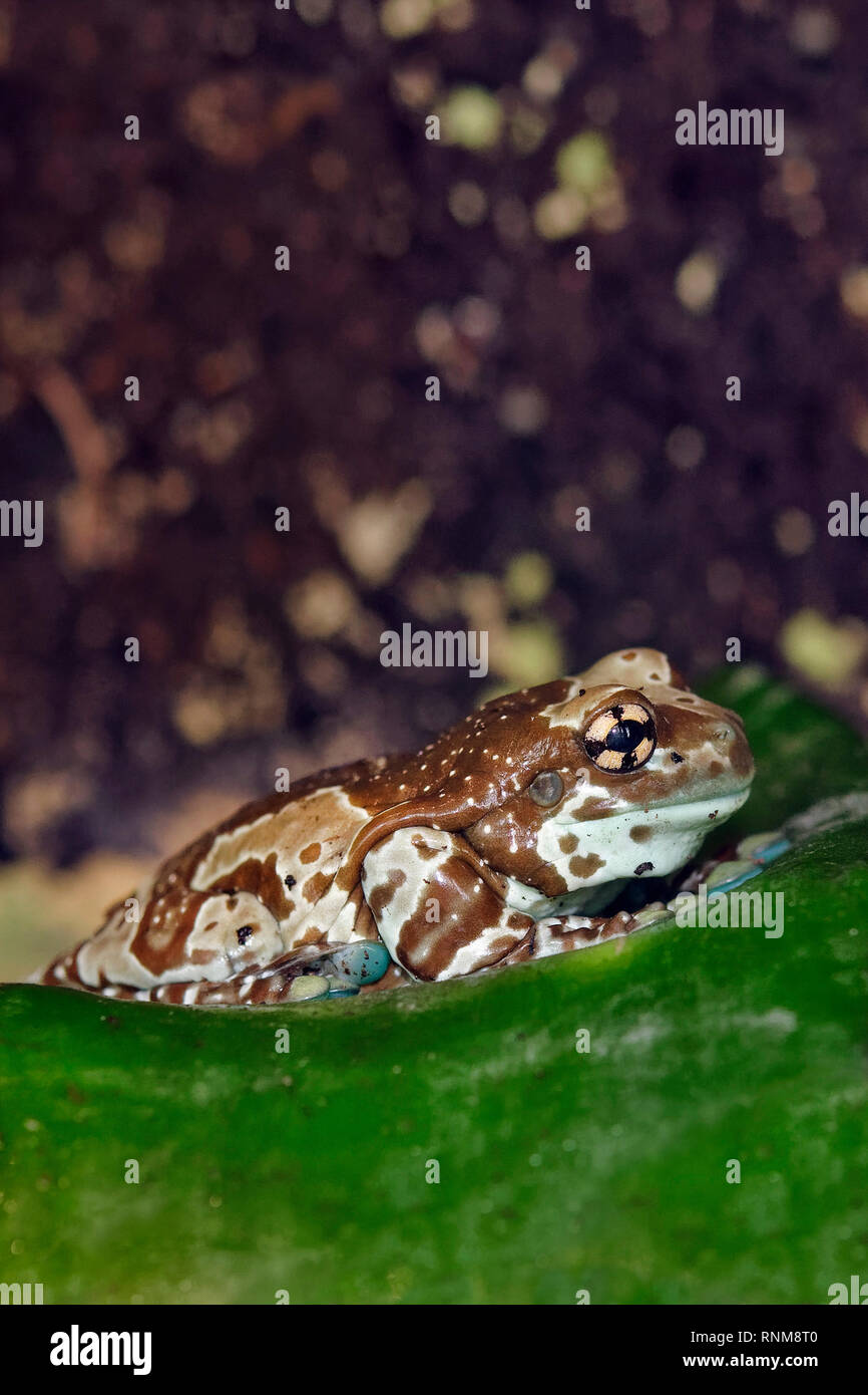 Golden Mission-eyed tree frog (grenouille) lait ou Amazon - Trachycephalus resinifictrix / Phrynohyas resinifictrix Banque D'Images