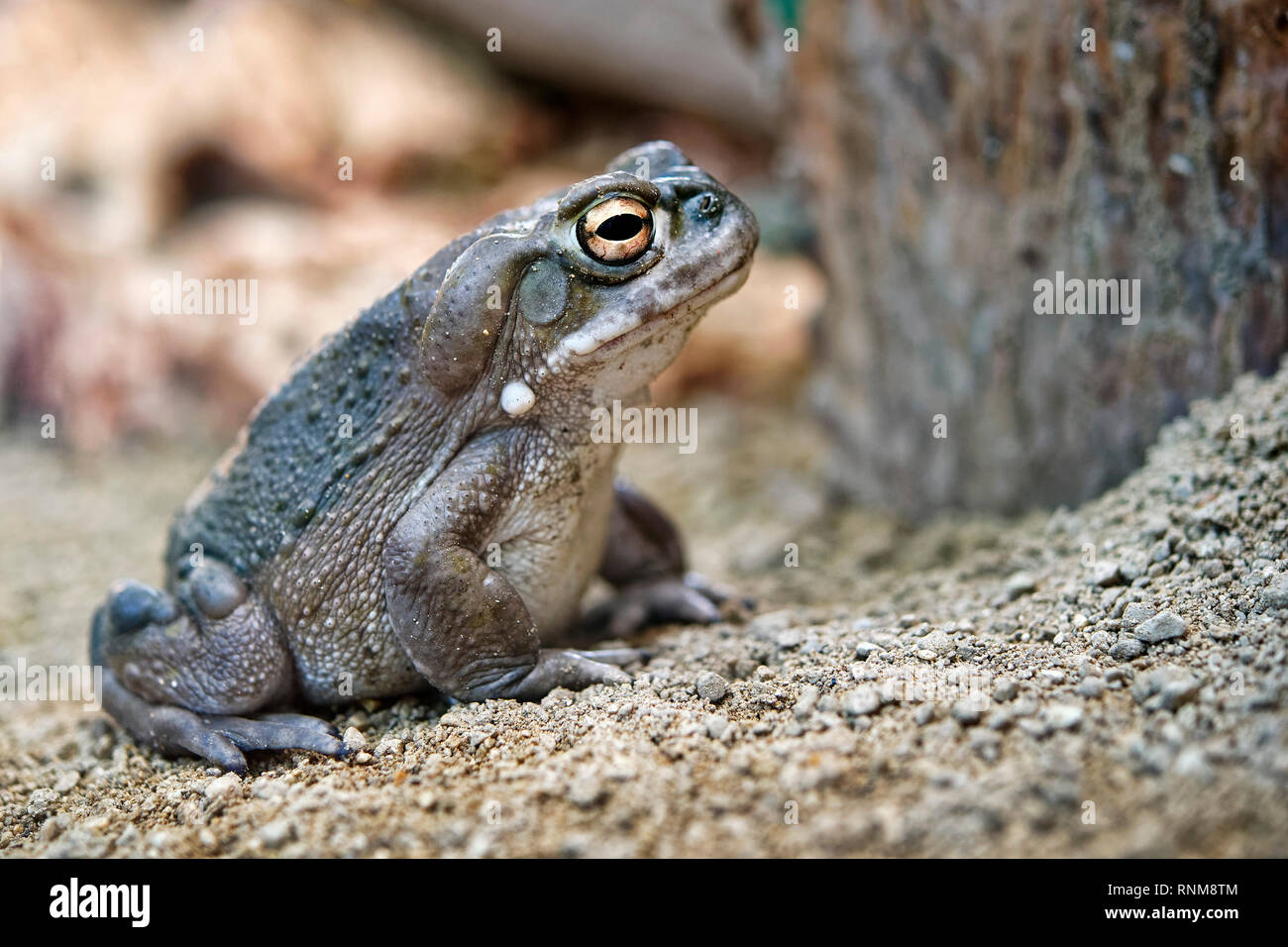 Colorado river toad (ou désert de Sonora) - crapaud Bufo alvarius / Incilius alvarius Banque D'Images