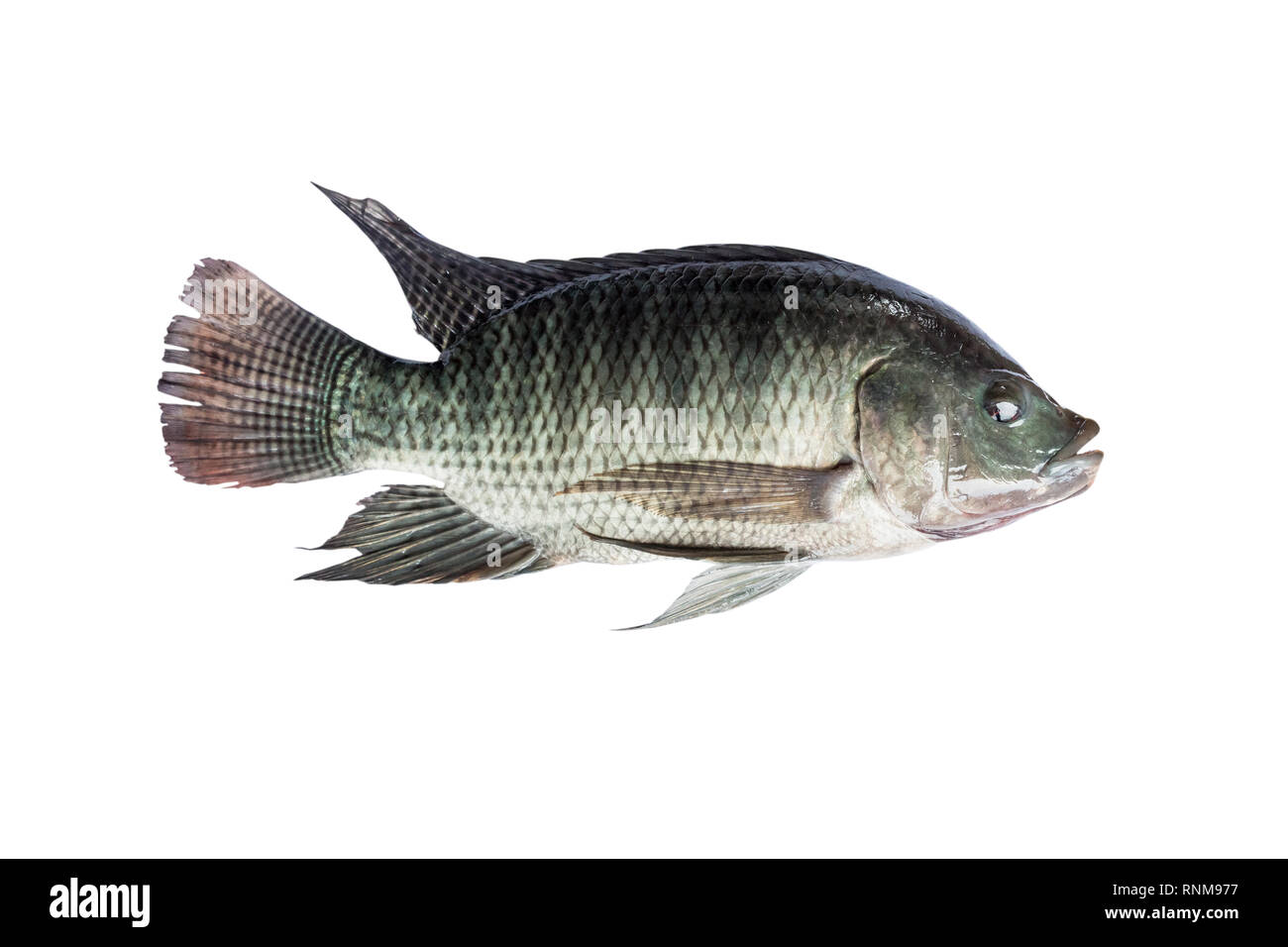 Isoler le poisson Tilapia sur fond blanc Banque D'Images
