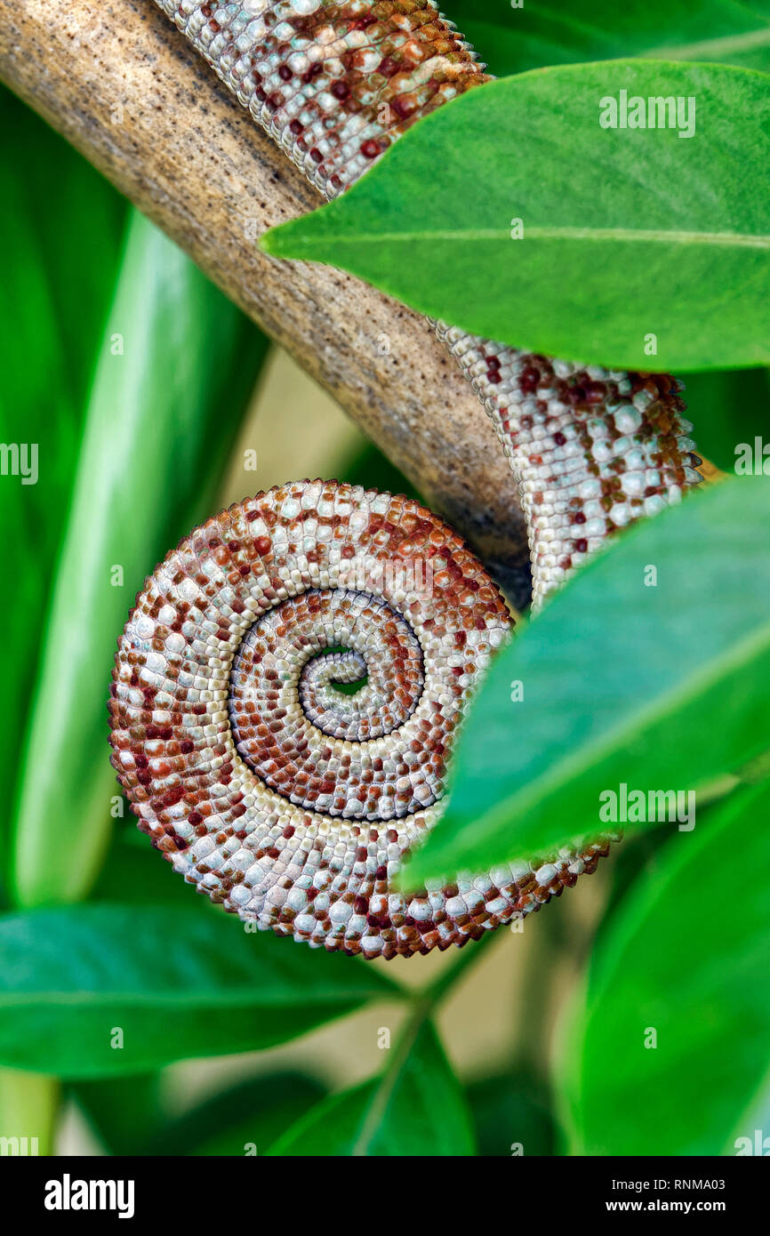 Queue de caméléon panthère (Furcifer pardalis) - mâle Banque D'Images