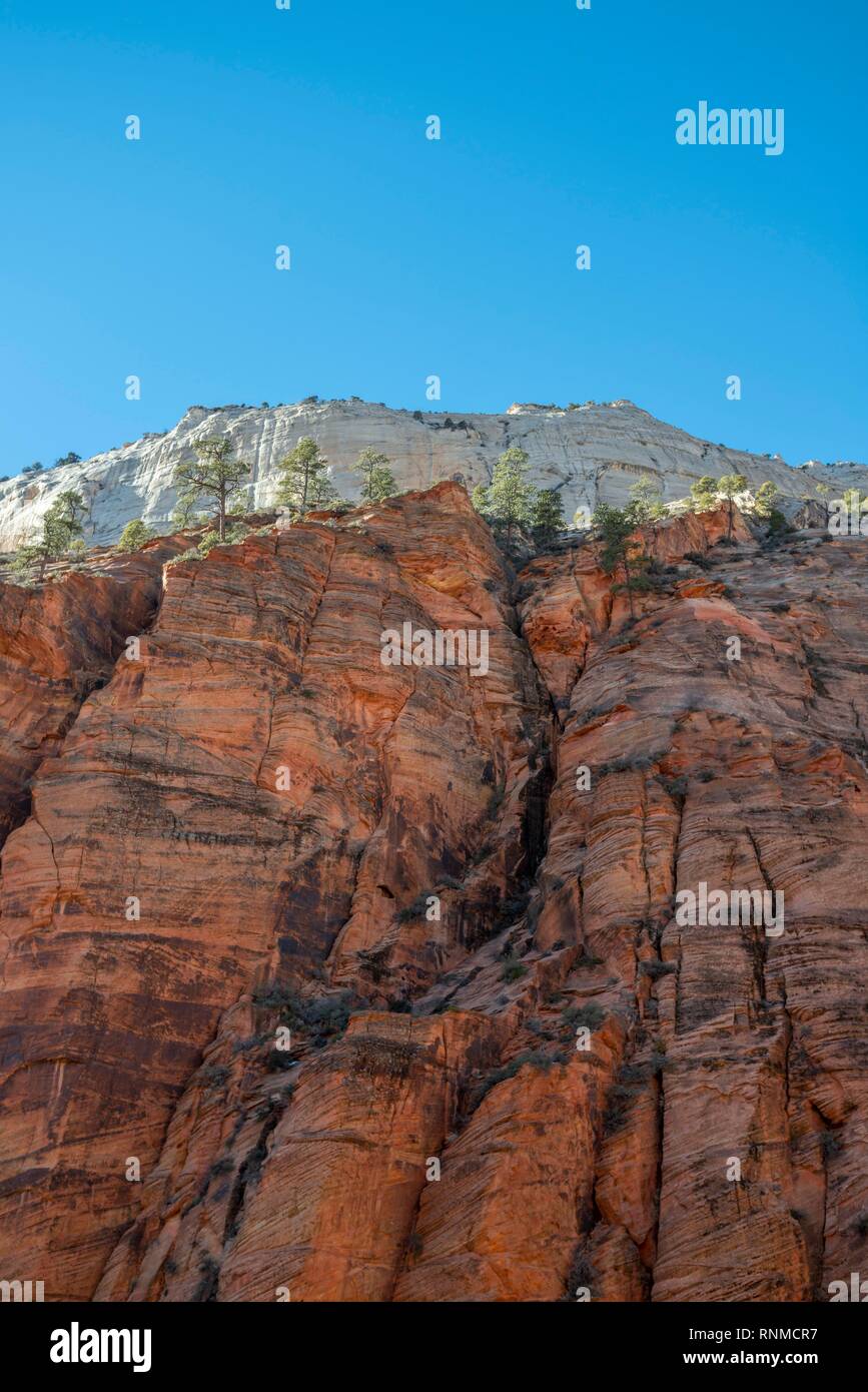 Mur de grès rouge, Angels Landing Trail, paysage de montagne, Zion National Park, Utah, USA Banque D'Images