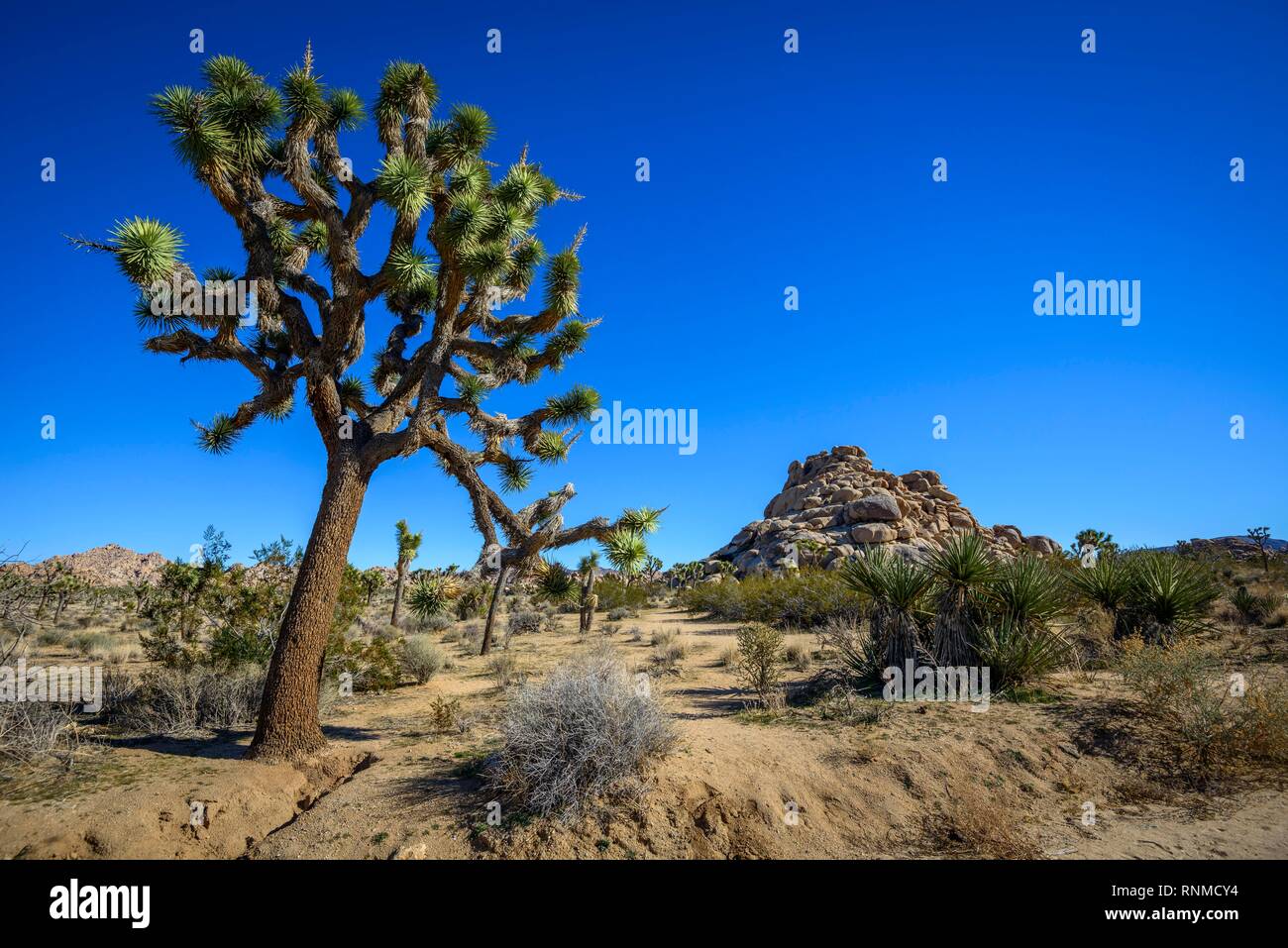 Joshua Trees (Yucca brevifolia), sentier Scout, Joshua Tree National Park, Centre du désert, California, USA Banque D'Images