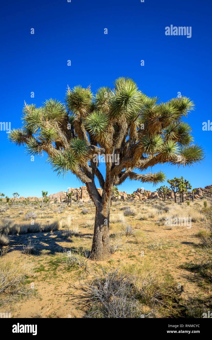 Joshua Tree (Yucca brevifolia), sentier Scout, Joshua Tree National Park, Centre du désert, California, USA Banque D'Images