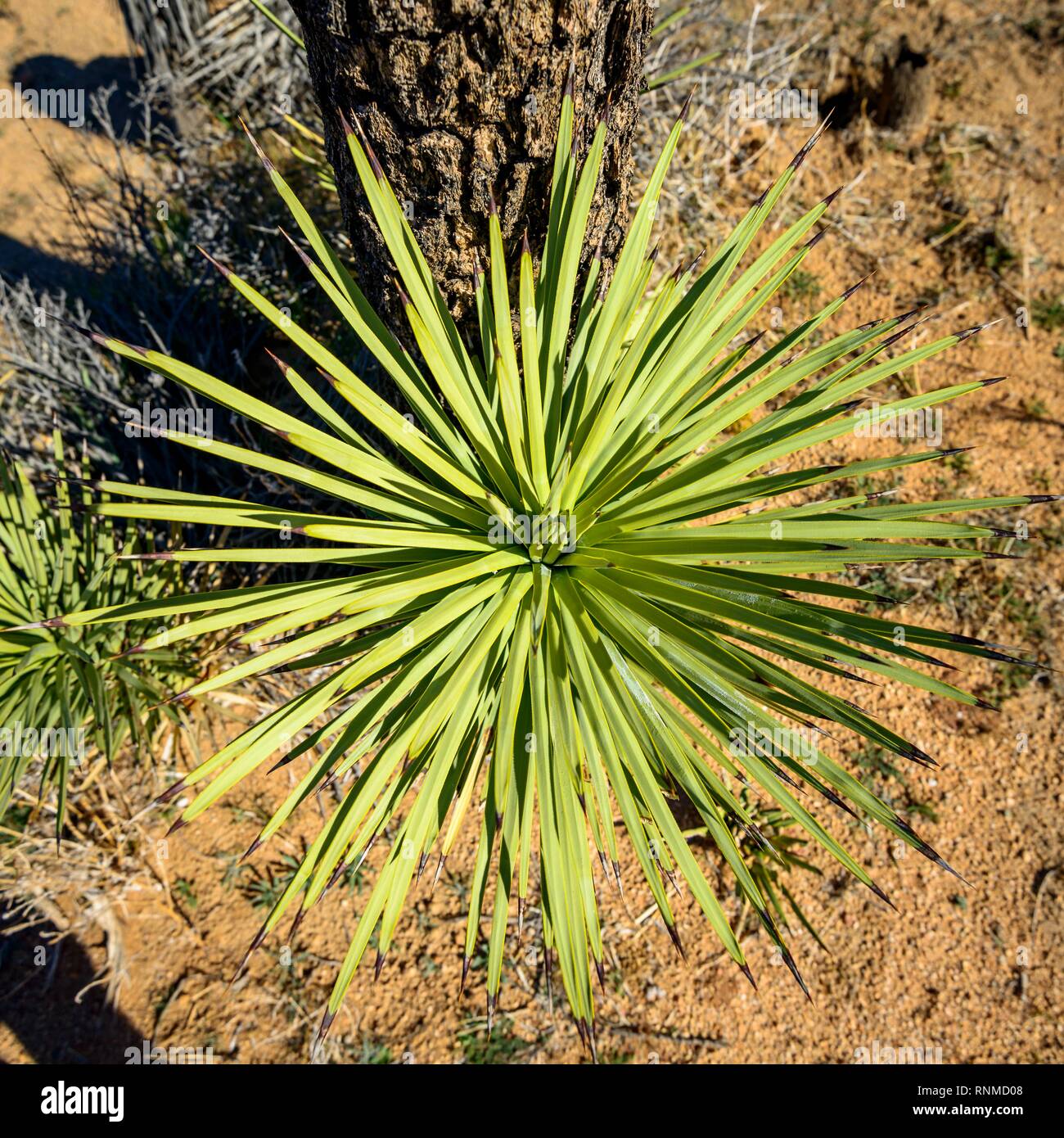 Feuilles d'un Joshua Tree (Yucca brevifolia) d'en haut, le sentier Scout, Joshua Tree National Park, Californie, centre du désert Banque D'Images