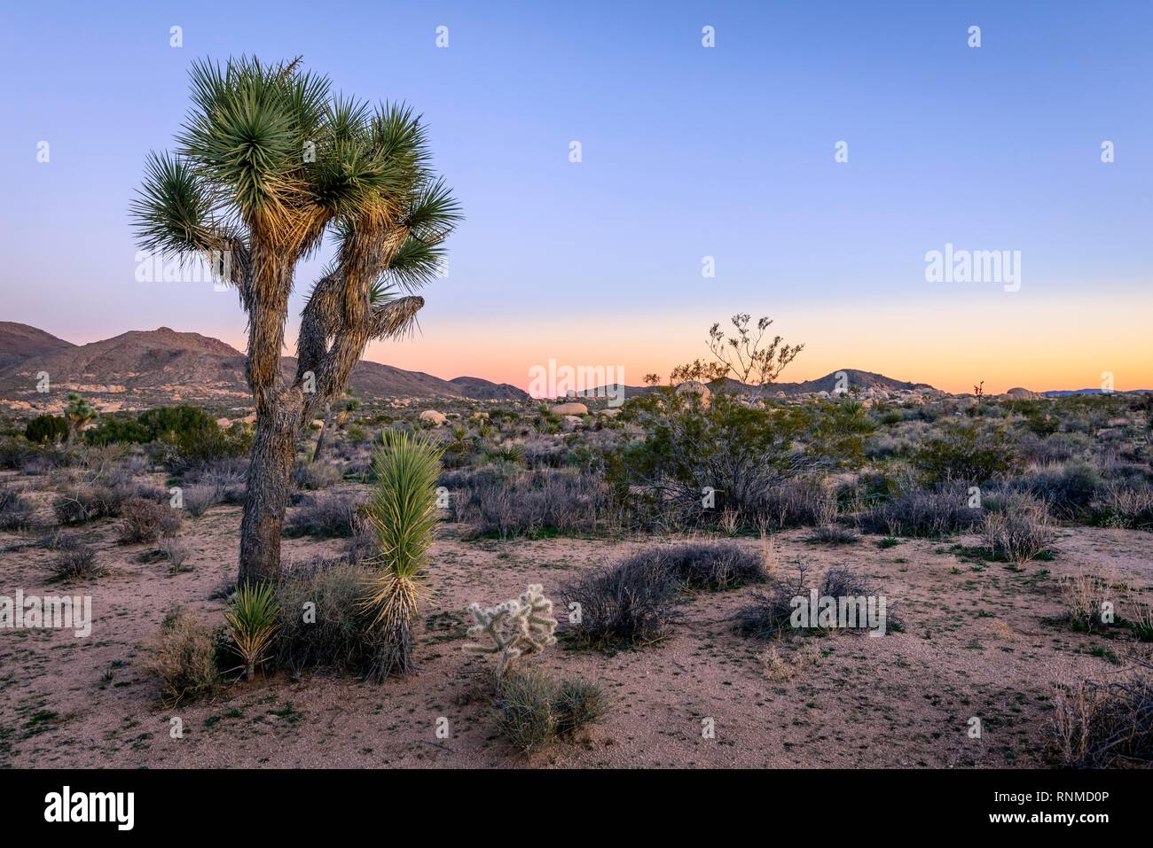Paysage désertique, Joshua Tree (Yucca brevifolia) au coucher du soleil, réservoir Blanc Camping, parc national de Joshua Tree, Desert Centre Banque D'Images