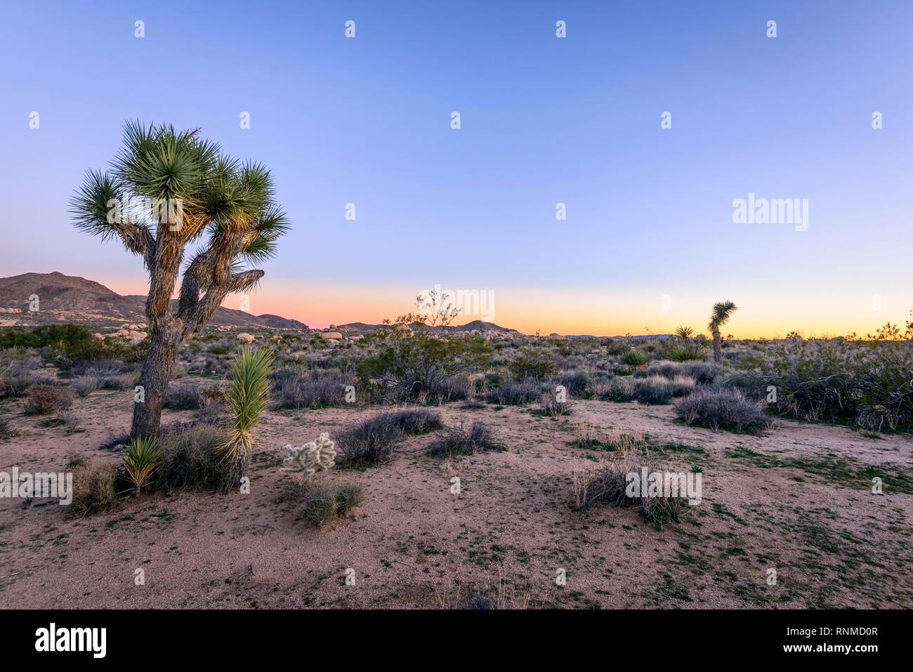 Paysage désertique, Joshua Tree (Yucca brevifolia) au coucher du soleil, réservoir Blanc Camping, parc national de Joshua Tree, Desert Centre Banque D'Images