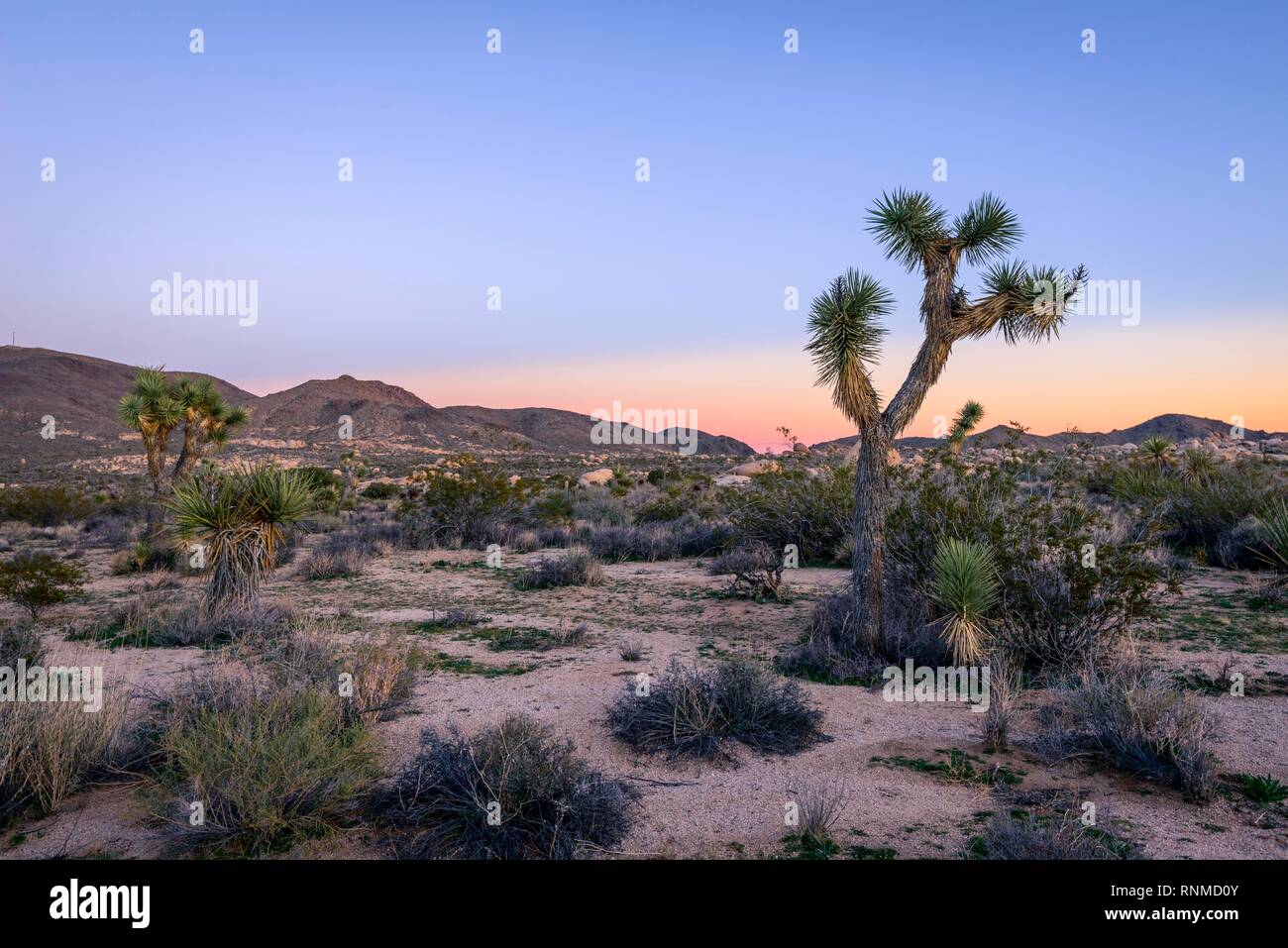 Paysage désertique, Joshua Tree (Yucca brevifolia) au coucher du soleil, réservoir Blanc Camping, parc national de Joshua Tree, Desert Centre Banque D'Images