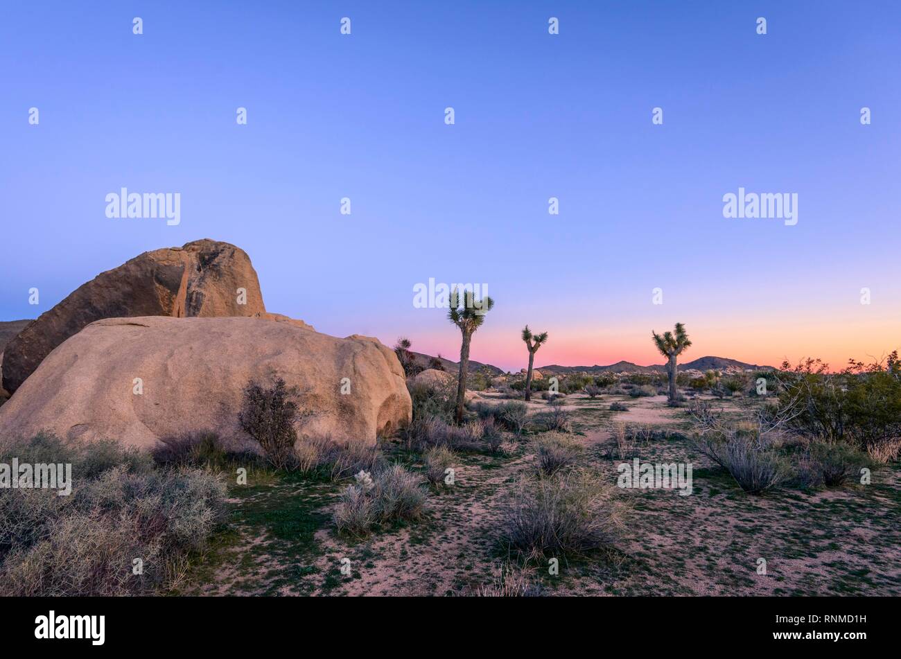 Paysage désertique, Joshua Tree (Yucca brevifolia) et les roches de granit ronds au coucher du soleil, des formations rocheuses, réservoir Blanc Campground Banque D'Images