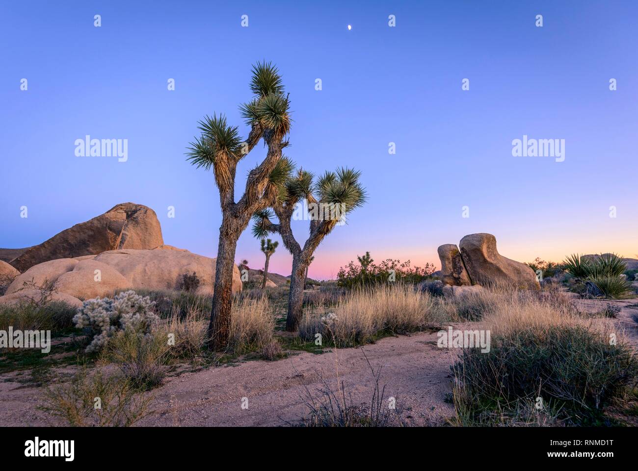 Paysage désertique, Joshua Trees (Yucca brevifolia) au coucher du soleil, réservoir Blanc Camping, parc national de Joshua Tree, Desert Centre Banque D'Images