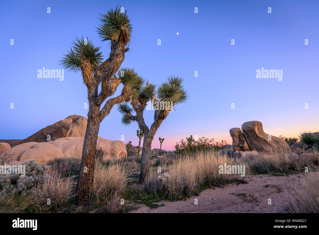 Paysage désertique, Joshua Trees (Yucca brevifolia) au coucher du soleil, réservoir Blanc Camping, parc national de Joshua Tree, Desert Centre Banque D'Images