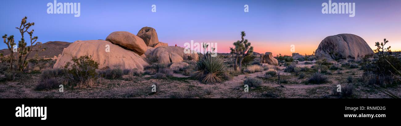 Paysage désertique, Joshua Trees (Yucca brevifolia) et le coucher du soleil, d'énormes rochers de granit Bouldering, Rock Formations Banque D'Images