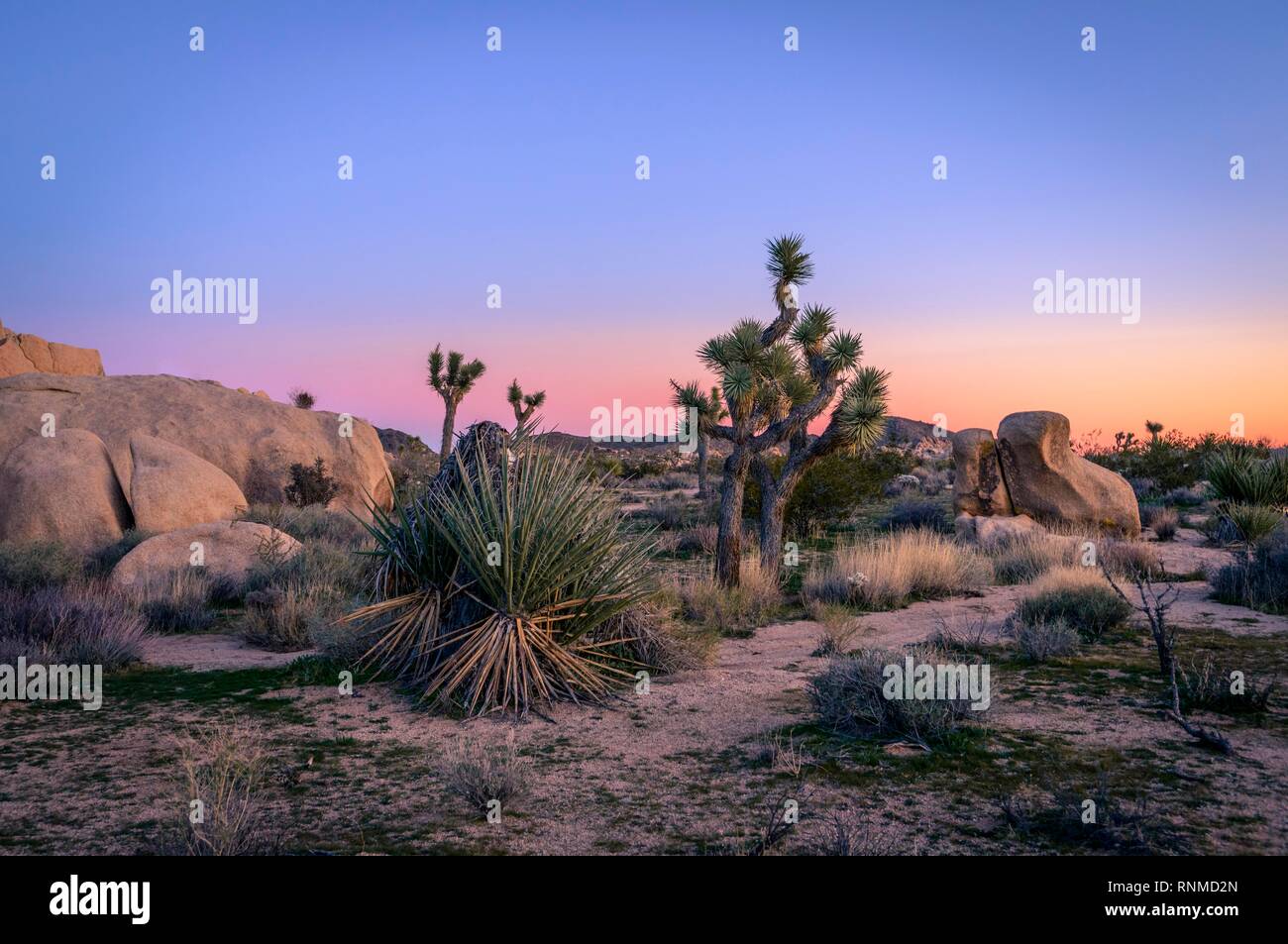 Paysage désertique, Joshua Trees (Yucca brevifolia) et le coucher du soleil, d'énormes rochers de granit Bouldering, Rock Formations Banque D'Images