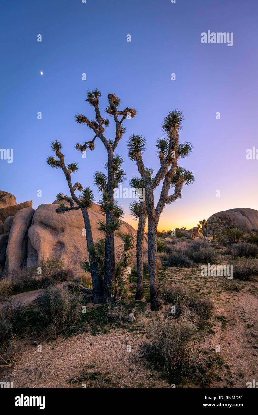 Paysage désertique, Joshua Trees (Yucca brevifolia) au coucher du soleil, réservoir Blanc Camping, parc national de Joshua Tree, Desert Centre Banque D'Images