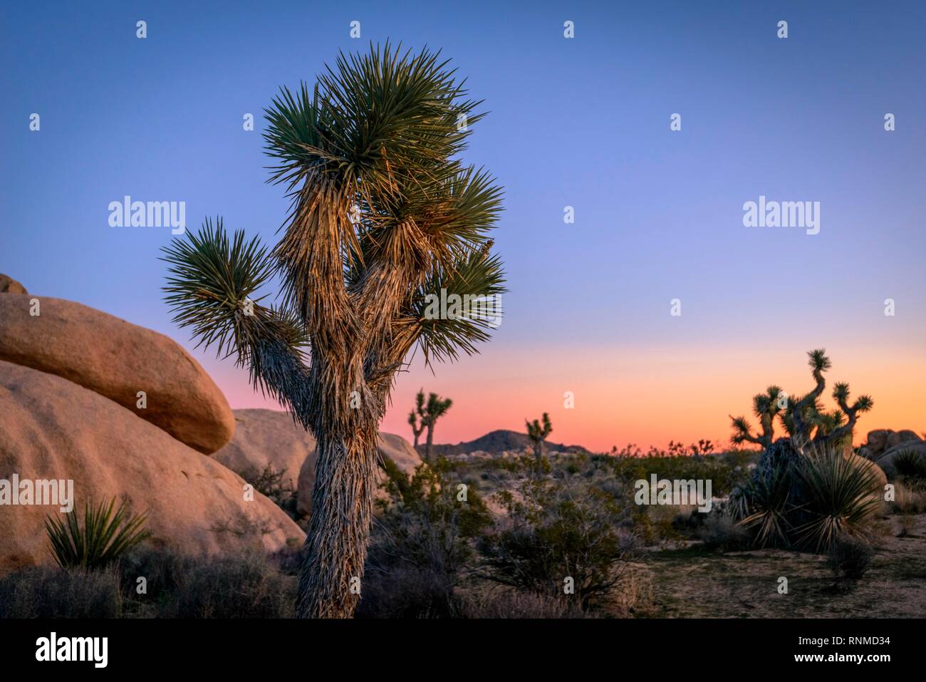 Paysage désertique, Joshua Trees (Yucca brevifolia) et le coucher du soleil, d'énormes rochers de granit Bouldering, Rock Formations Banque D'Images