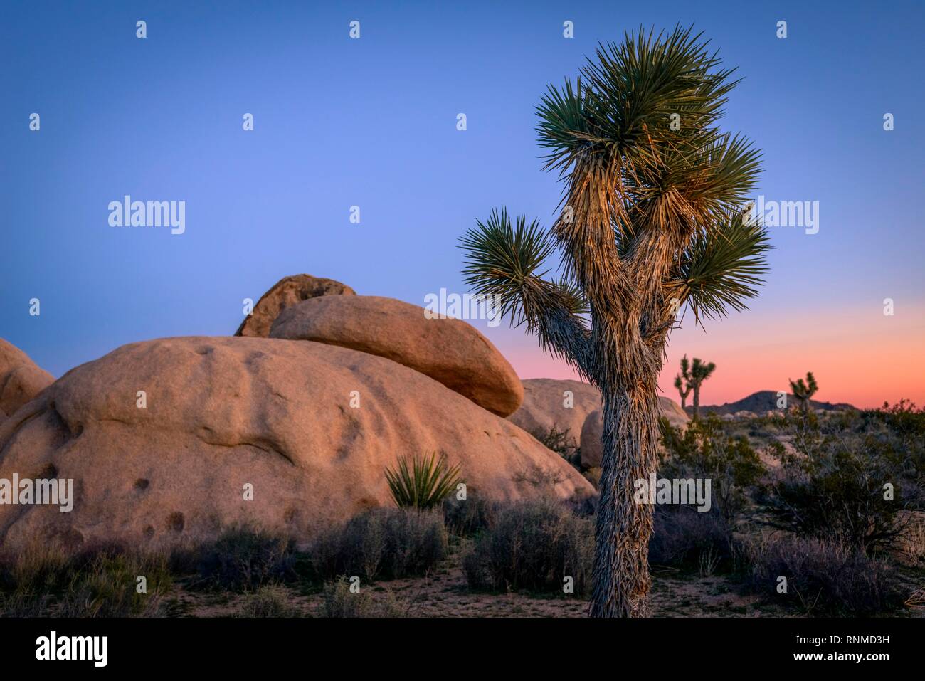 Paysage désertique, Joshua Trees (Yucca brevifolia) et le coucher du soleil, d'énormes rochers de granit Bouldering, Rock Formations Banque D'Images