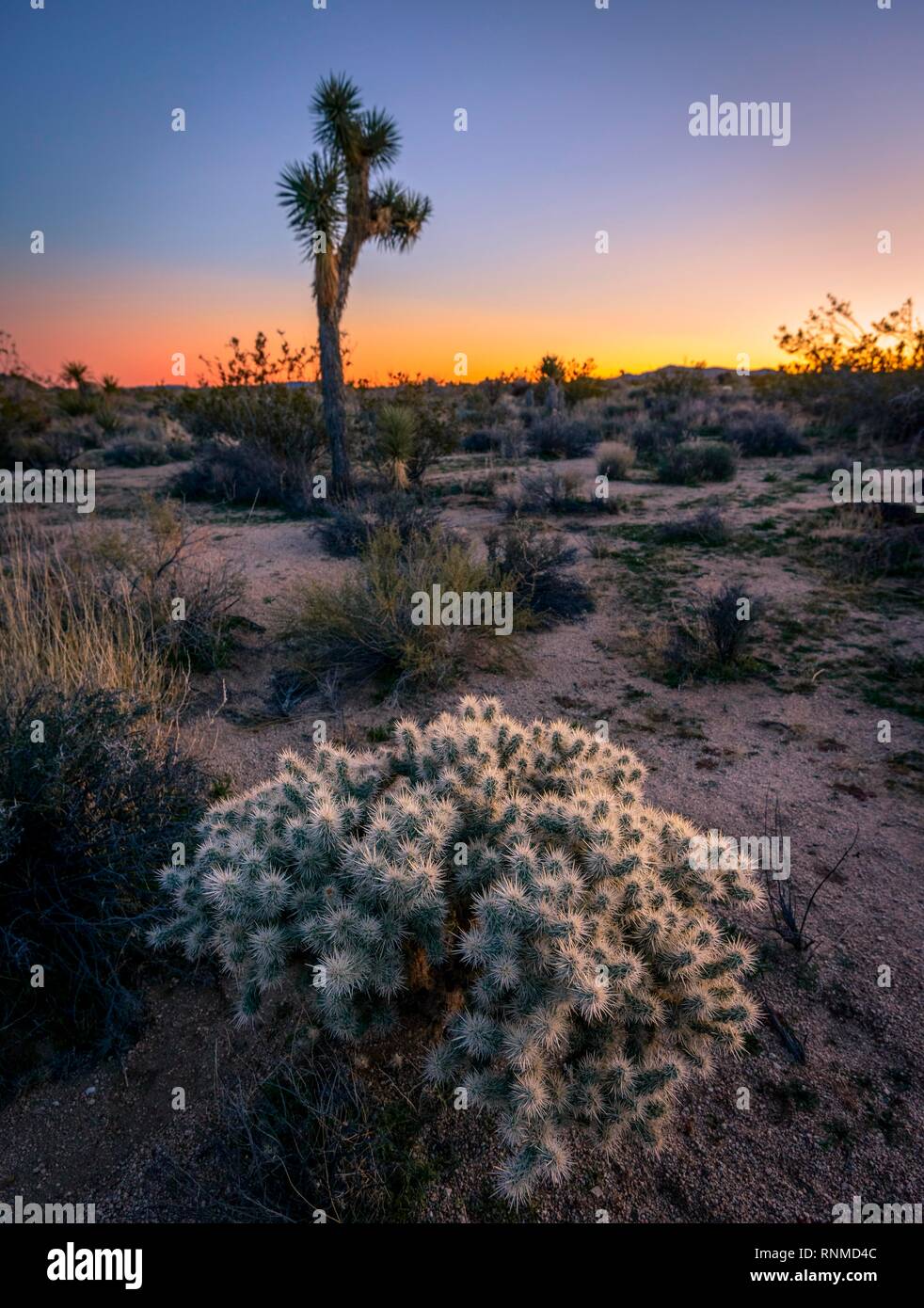 Teddybear (Cholla Cactus Cylindropuntia bigelovii), et Joshua Tree (Yucca brevifolia) au coucher du soleil, réservoir Blanc Campground Banque D'Images