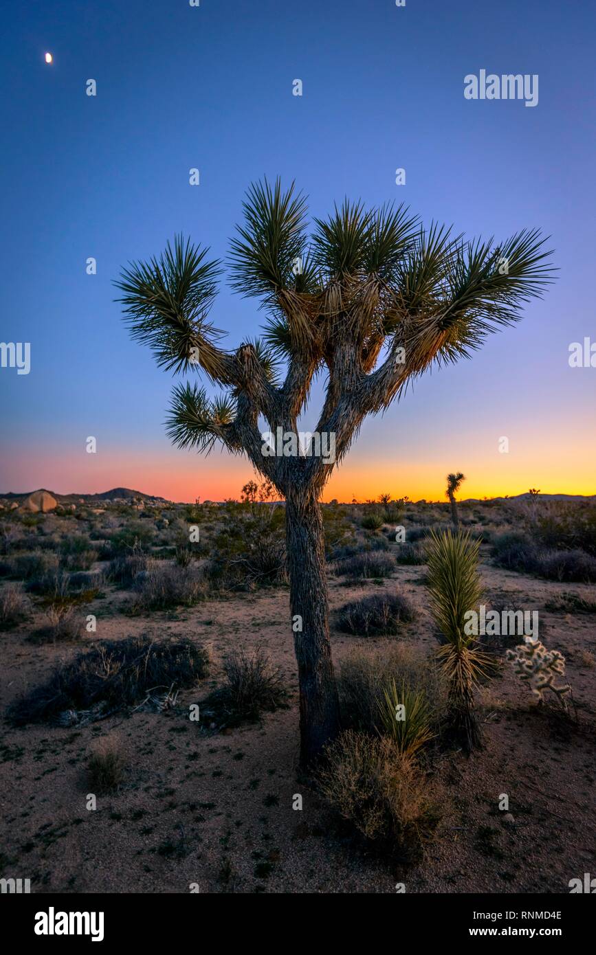 Paysage désertique, Joshua Trees (Yucca brevifolia) au coucher du soleil, réservoir Blanc Camping, parc national de Joshua Tree, Desert Centre Banque D'Images