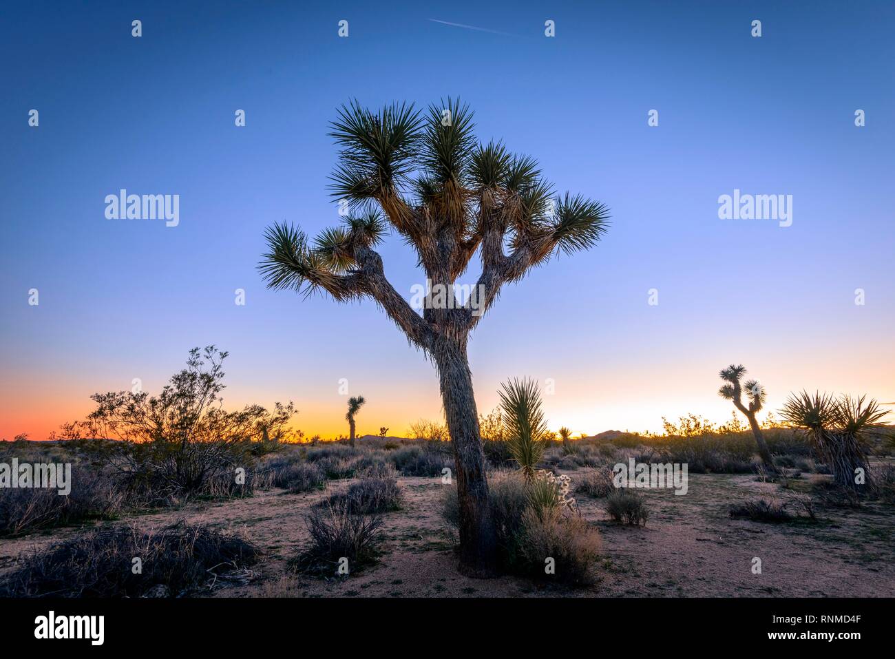 Paysage désertique, Joshua Trees (Yucca brevifolia) au coucher du soleil, réservoir Blanc Camping, parc national de Joshua Tree, Desert Centre Banque D'Images