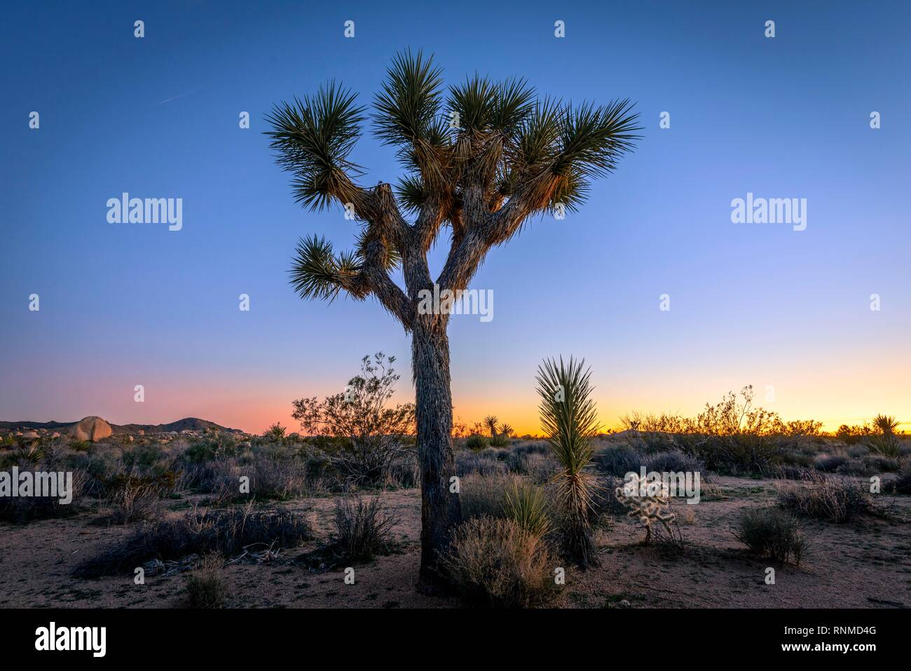 Paysage désertique, Joshua Trees (Yucca brevifolia) au coucher du soleil, réservoir Blanc Camping, parc national de Joshua Tree, Desert Centre Banque D'Images