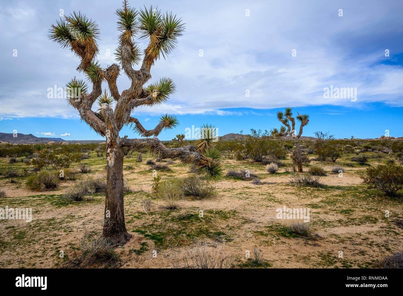 Joshua Tree (Yucca brevifolia), paysage désertique, Arch Rock Nature Trail, réservoir Blanc Camping, Parc National, Palm Desert Banque D'Images