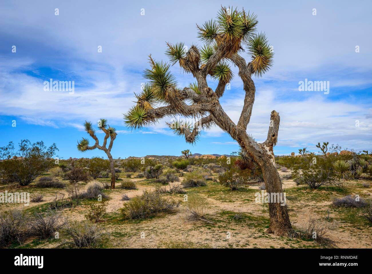 Joshua Tree (Yucca brevifolia), paysage désertique, Arch Rock Nature Trail, réservoir Blanc Camping, Parc National, Palm Desert Banque D'Images
