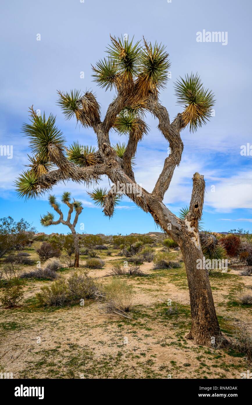 Joshua Tree (Yucca brevifolia), paysage désertique, Arch Rock Nature Trail, réservoir Blanc Camping, Parc National, Palm Desert Banque D'Images