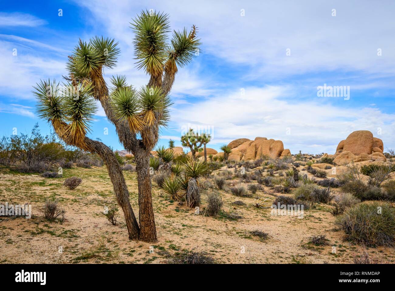 Joshua Tree (Yucca brevifolia), paysage désertique, Arch Rock Nature Trail, réservoir Blanc Camping, Parc National, Palm Desert Banque D'Images
