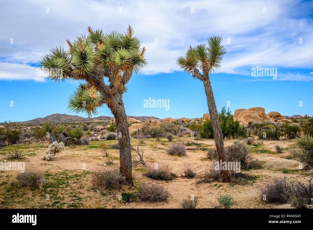 Joshua Tree (Yucca brevifolia), paysage désertique, Arch Rock Nature Trail, réservoir Blanc Camping, Parc National, Palm Desert Banque D'Images