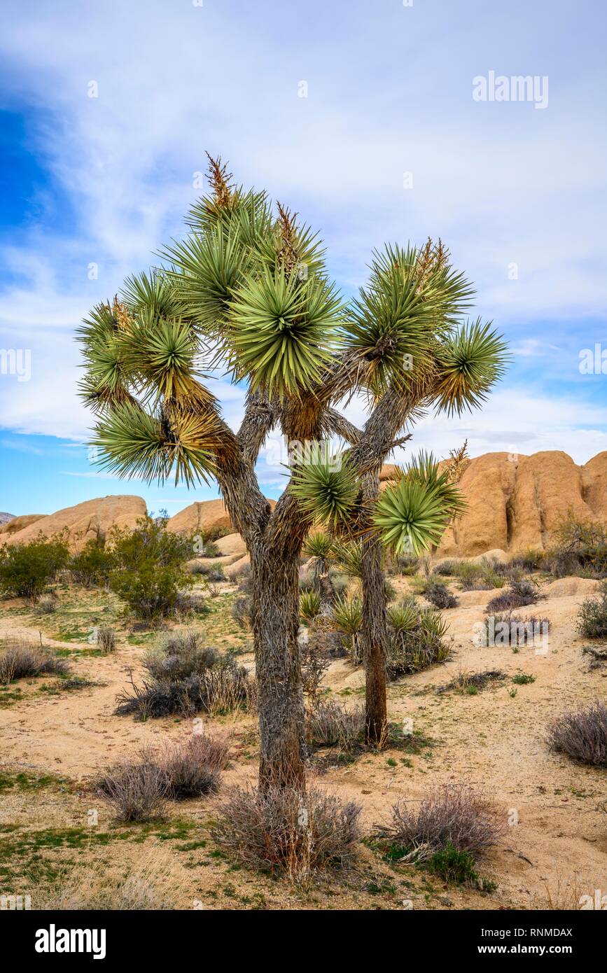 Joshua Tree (Yucca brevifolia), paysage désertique, Arch Rock Nature Trail, réservoir Blanc Camping, Parc National, Palm Desert Banque D'Images