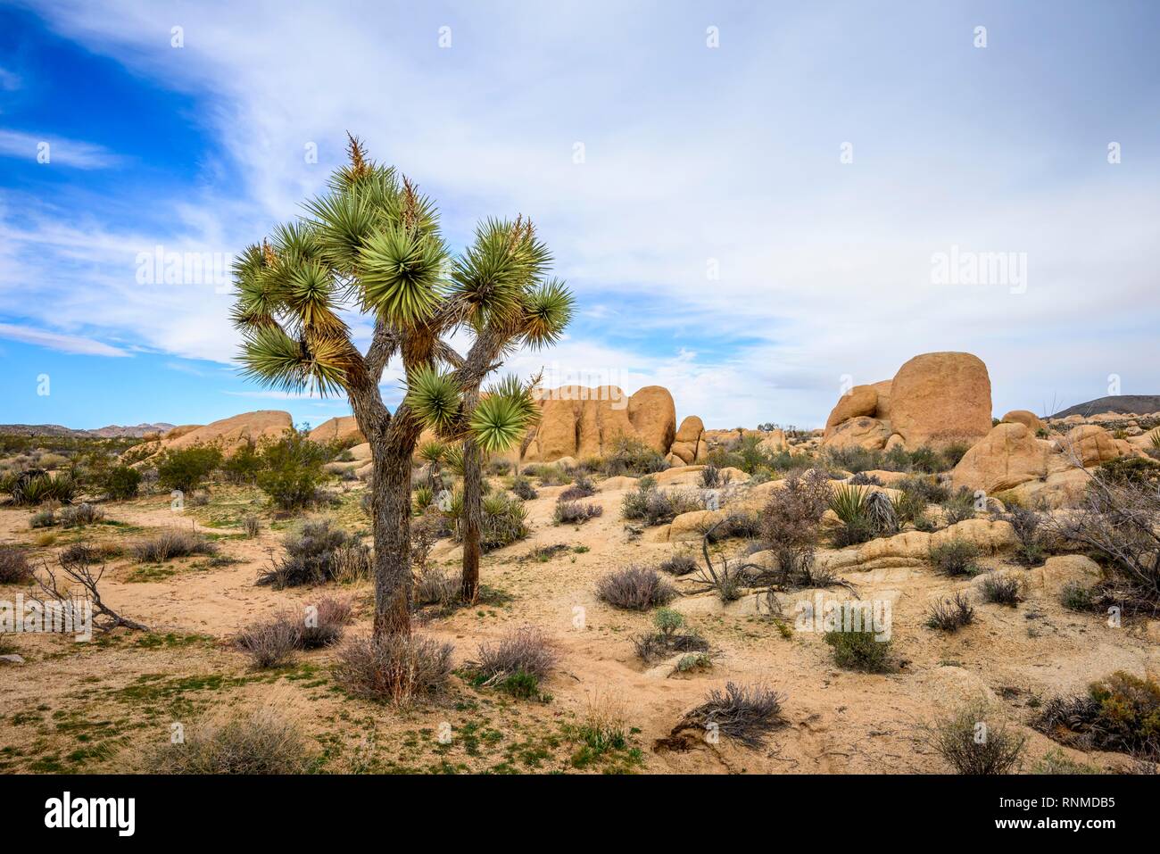 Joshua Tree (Yucca brevifolia), paysage désertique, Arch Rock Nature Trail, réservoir Blanc Camping, Parc National, Palm Desert Banque D'Images
