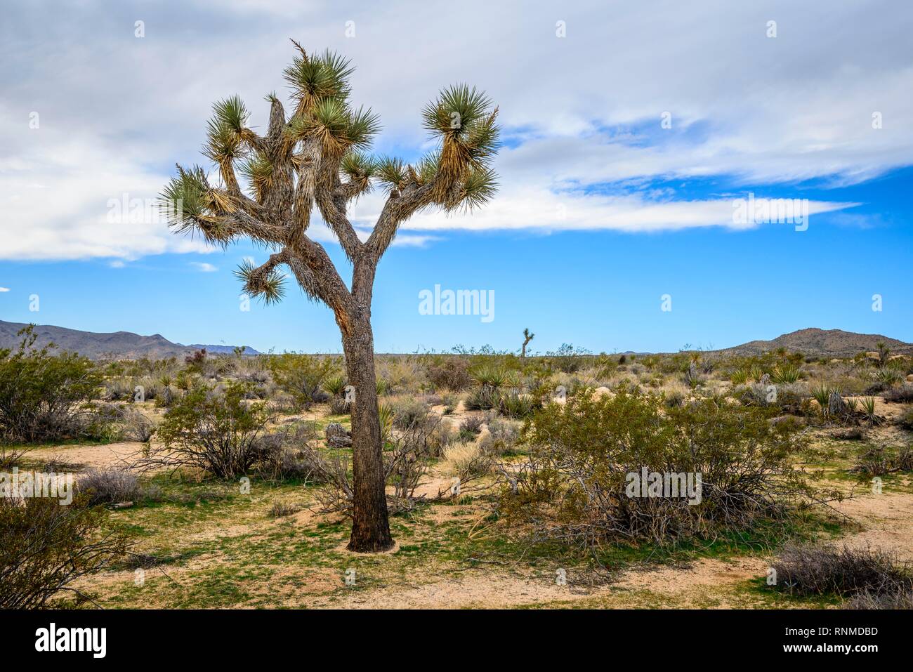 Joshua Tree (Yucca brevifolia), paysage désertique, Arch Rock Nature Trail, réservoir Blanc Camping, Parc National, Palm Desert Banque D'Images