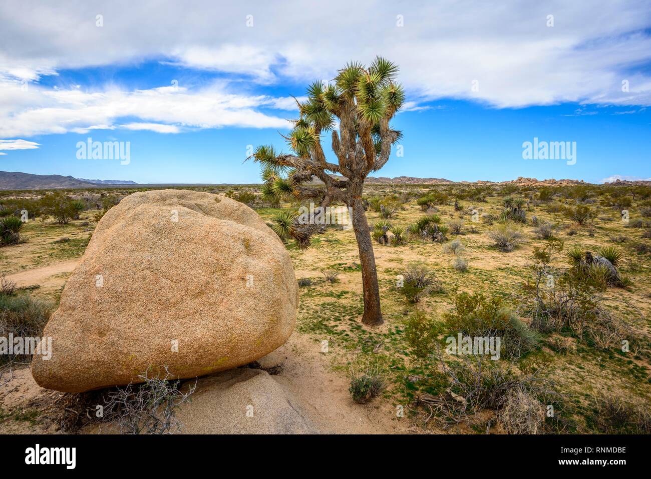 Joshua Tree (Yucca brevifolia), paysage désertique, Arch Rock Nature Trail, réservoir Blanc Camping, Parc National, Palm Desert Banque D'Images