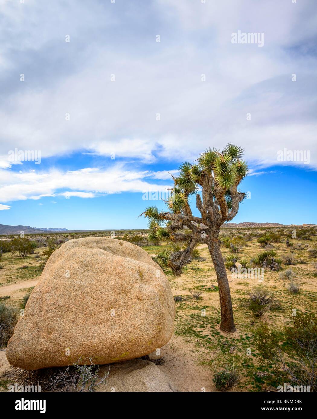 Joshua Tree (Yucca brevifolia), paysage désertique, Arch Rock Nature Trail, réservoir Blanc Camping, Parc National, Palm Desert Banque D'Images