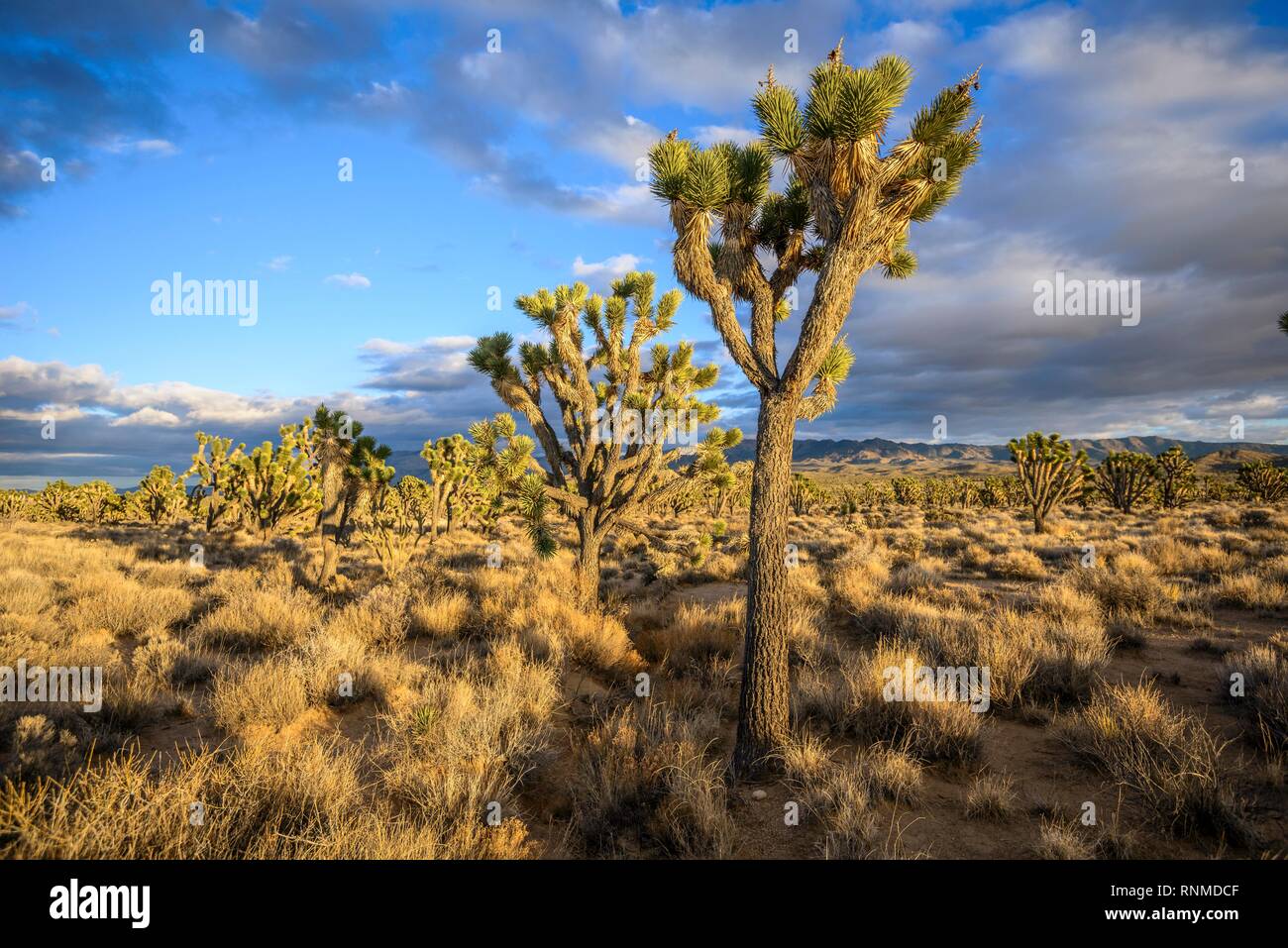 Joshua Trees (Yucca brevifolia) dans la lumière du soir, désert de Mojave, paysage désertique, Mojave National Preserve, California, USA Banque D'Images