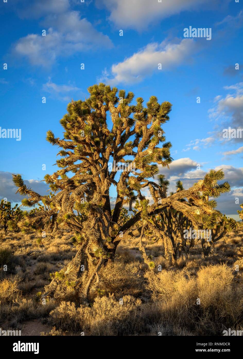 Joshua Trees (Yucca brevifolia) dans la lumière du soir, désert de Mojave, paysage désertique, Mojave National Preserve, California, USA Banque D'Images