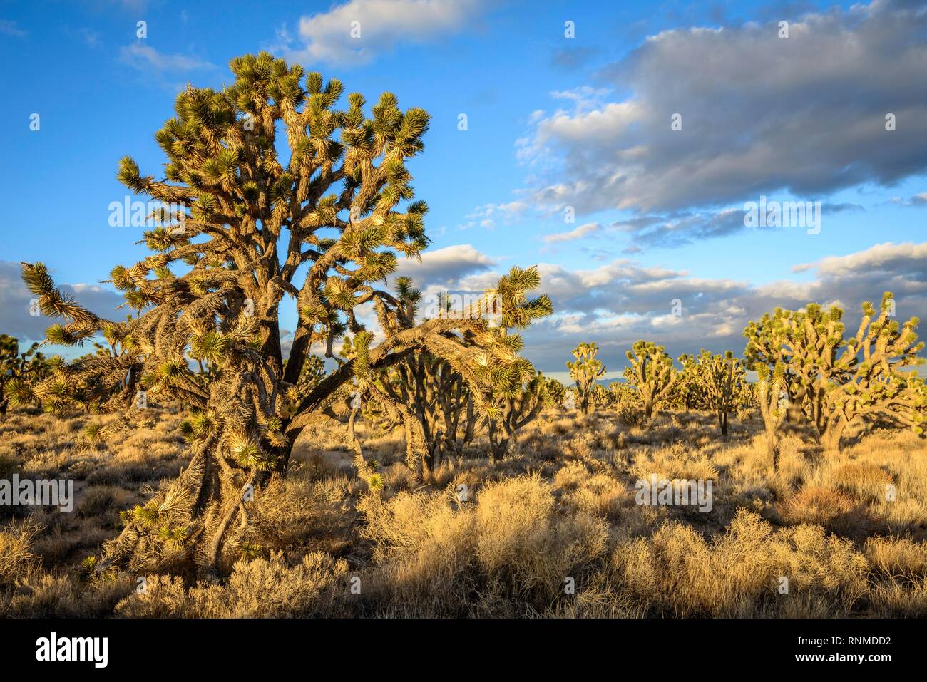 Joshua Trees (Yucca brevifolia) dans la lumière du soir, désert de Mojave, paysage désertique, Mojave National Preserve, California, USA Banque D'Images