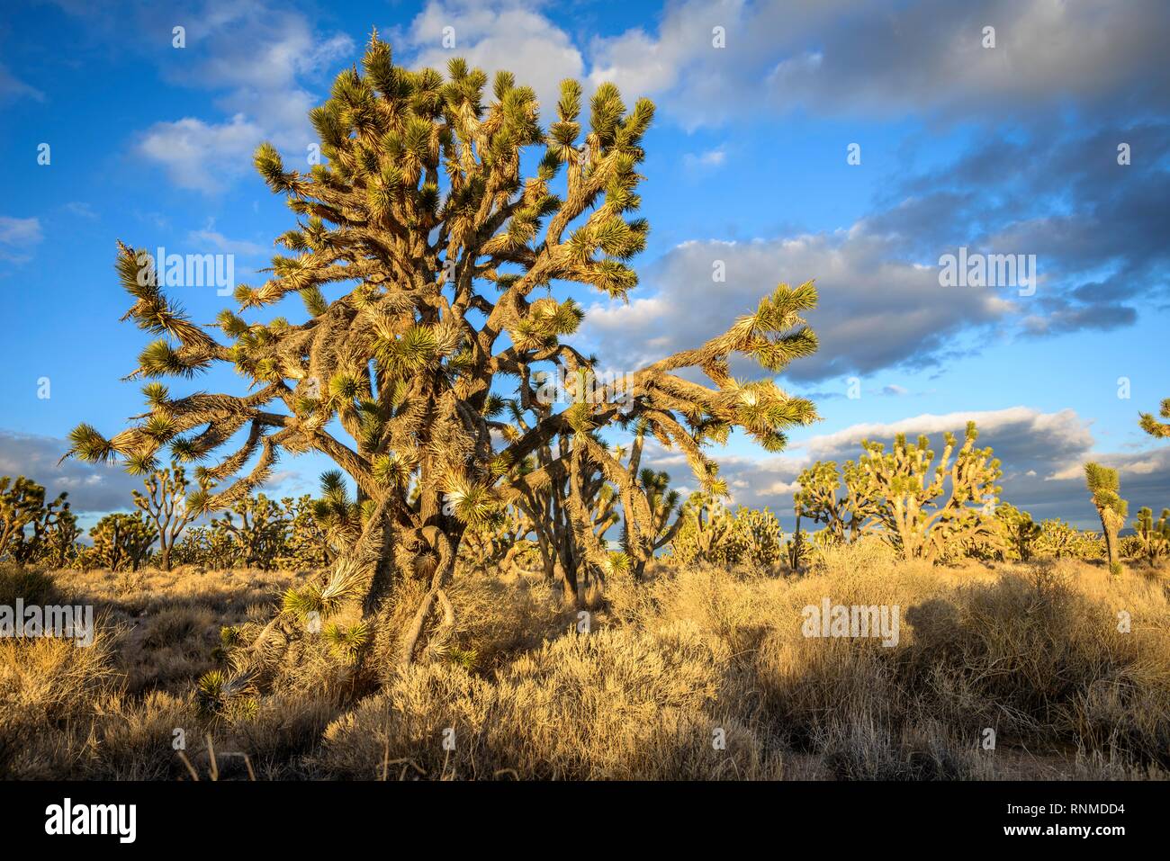 Joshua Trees (Yucca brevifolia) dans la lumière du soir, désert de Mojave, paysage désertique, Mojave National Preserve, California, USA Banque D'Images
