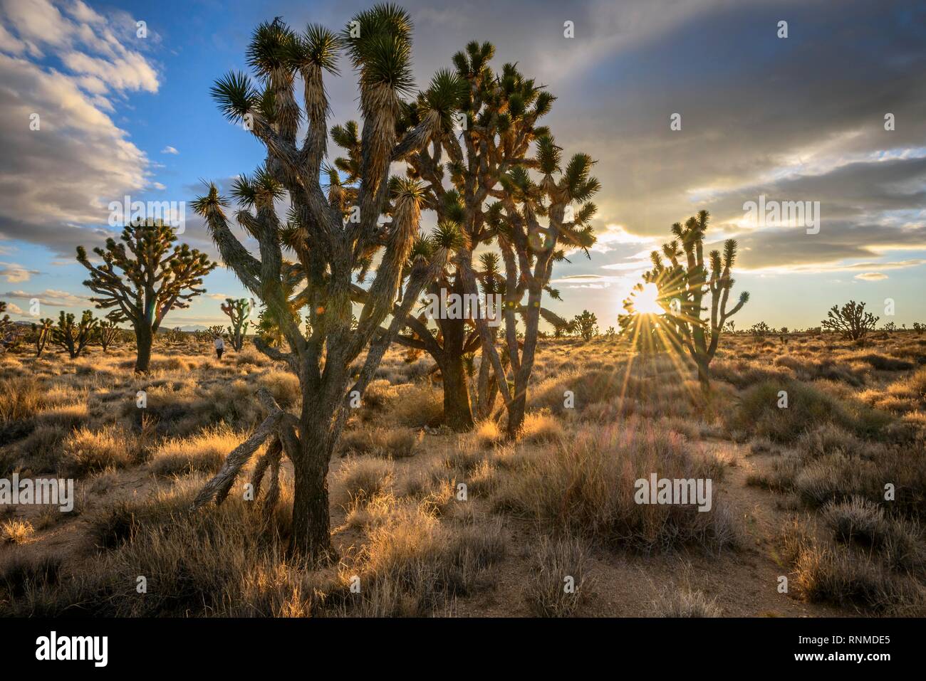 Joshua Trees (Yucca brevifolia) au coucher du soleil, désert de Mojave, paysage désertique, Mojave National Preserve, California, USA Banque D'Images