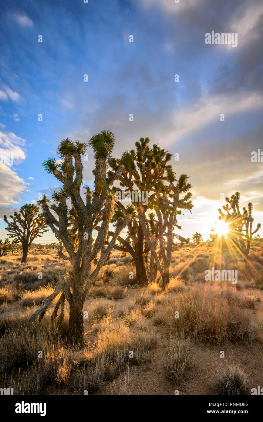 Joshua Trees (Yucca brevifolia) au coucher du soleil, désert de Mojave, paysage désertique, Mojave National Preserve, California, USA Banque D'Images