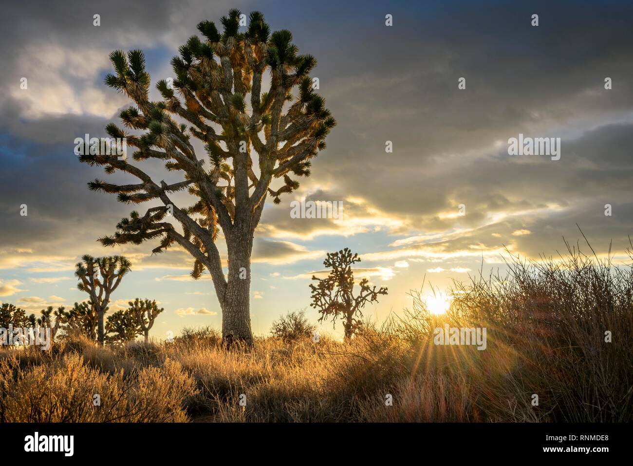 Joshua Trees (Yucca brevifolia) au coucher du soleil, désert de Mojave, paysage désertique, Mojave National Preserve, California, USA Banque D'Images