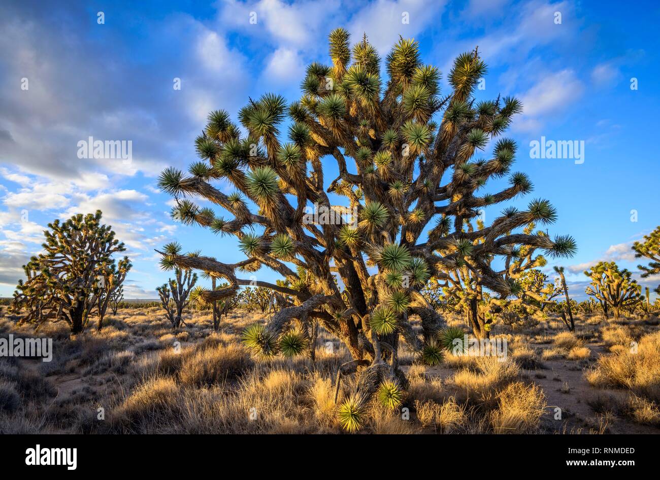 Joshua Trees (Yucca brevifolia) dans la lumière du soir, désert de Mojave, paysage désertique, Mojave National Preserve, California, USA Banque D'Images