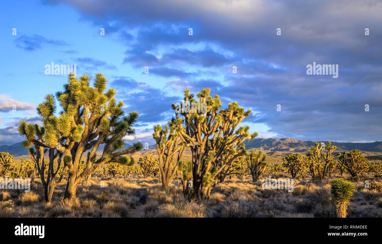 Joshua Trees (Yucca brevifolia) dans la lumière du soir, désert de Mojave, paysage désertique, Mojave National Preserve, California, USA Banque D'Images