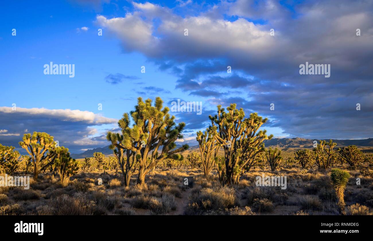 Joshua Trees (Yucca brevifolia) dans la lumière du soir, désert de Mojave, paysage désertique, Mojave National Preserve, California, USA Banque D'Images