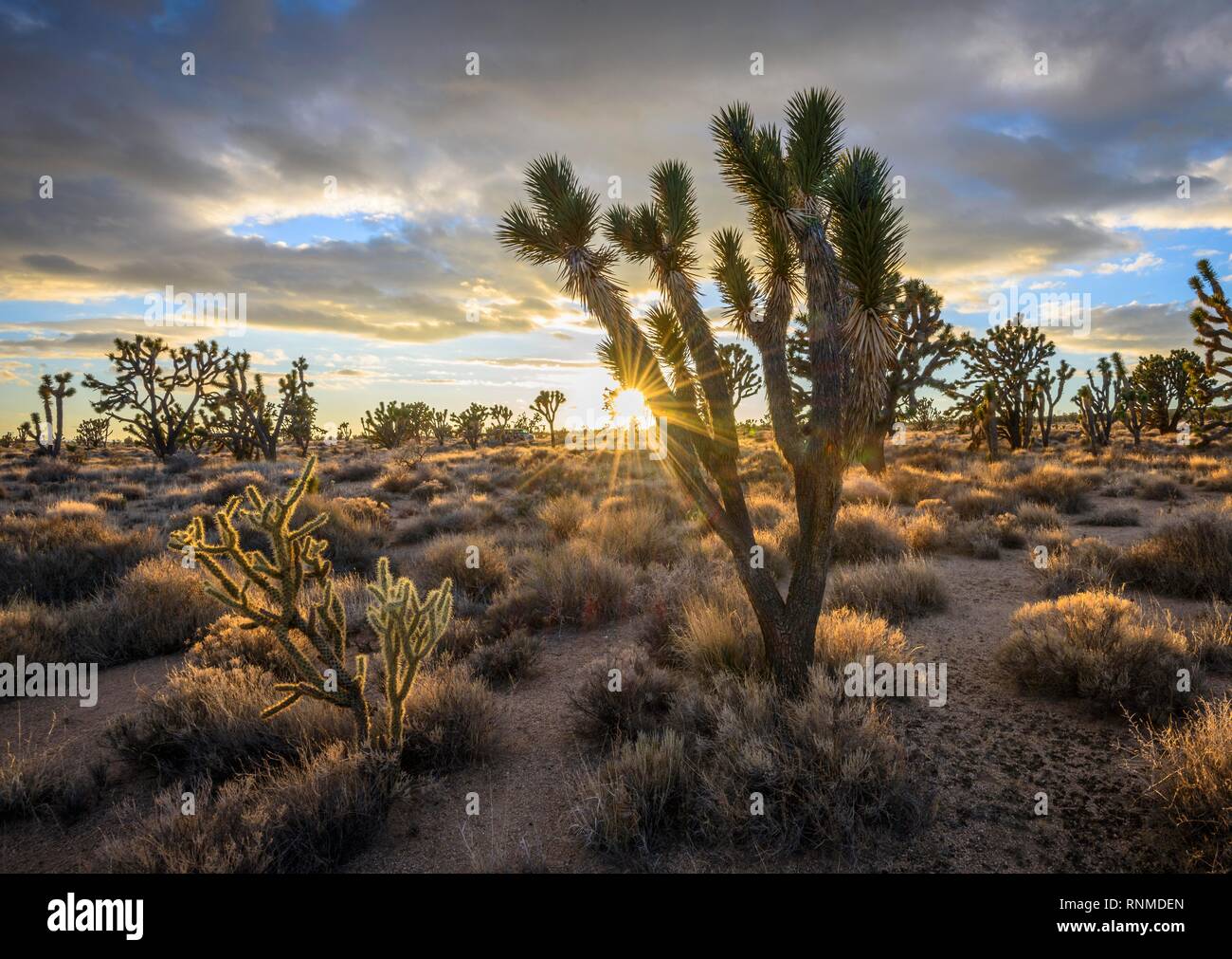 Joshua Trees (Yucca brevifolia) au coucher du soleil, désert de Mojave, paysage désertique, Mojave National Preserve, California, USA Banque D'Images