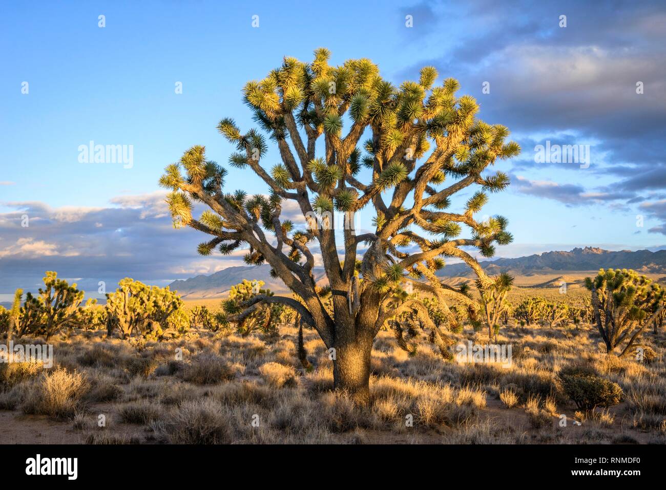Joshua Trees (Yucca brevifolia) dans la lumière du soir, désert de Mojave, paysage désertique, Mojave National Preserve, California, USA Banque D'Images