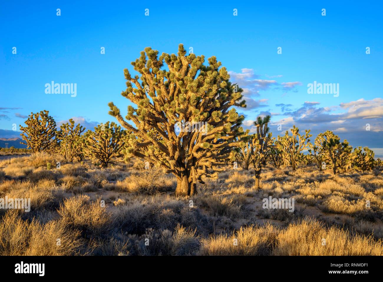 Joshua Trees (Yucca brevifolia) dans la lumière du soir, désert de Mojave, paysage désertique, Mojave National Preserve, California, USA Banque D'Images