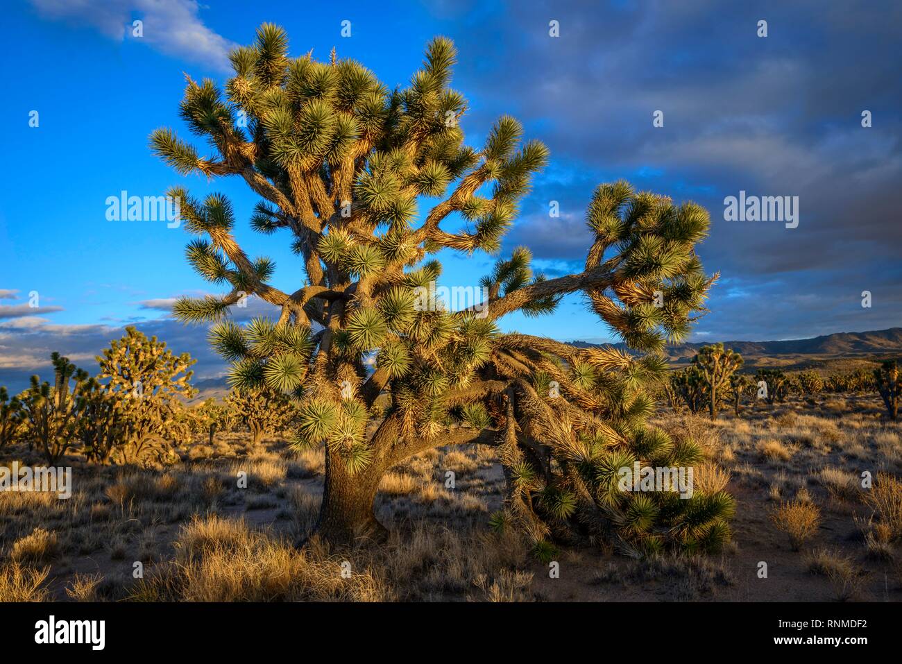Joshua Trees (Yucca brevifolia) dans la lumière du soir, désert de Mojave, paysage désertique, Mojave National Preserve, California, USA Banque D'Images
