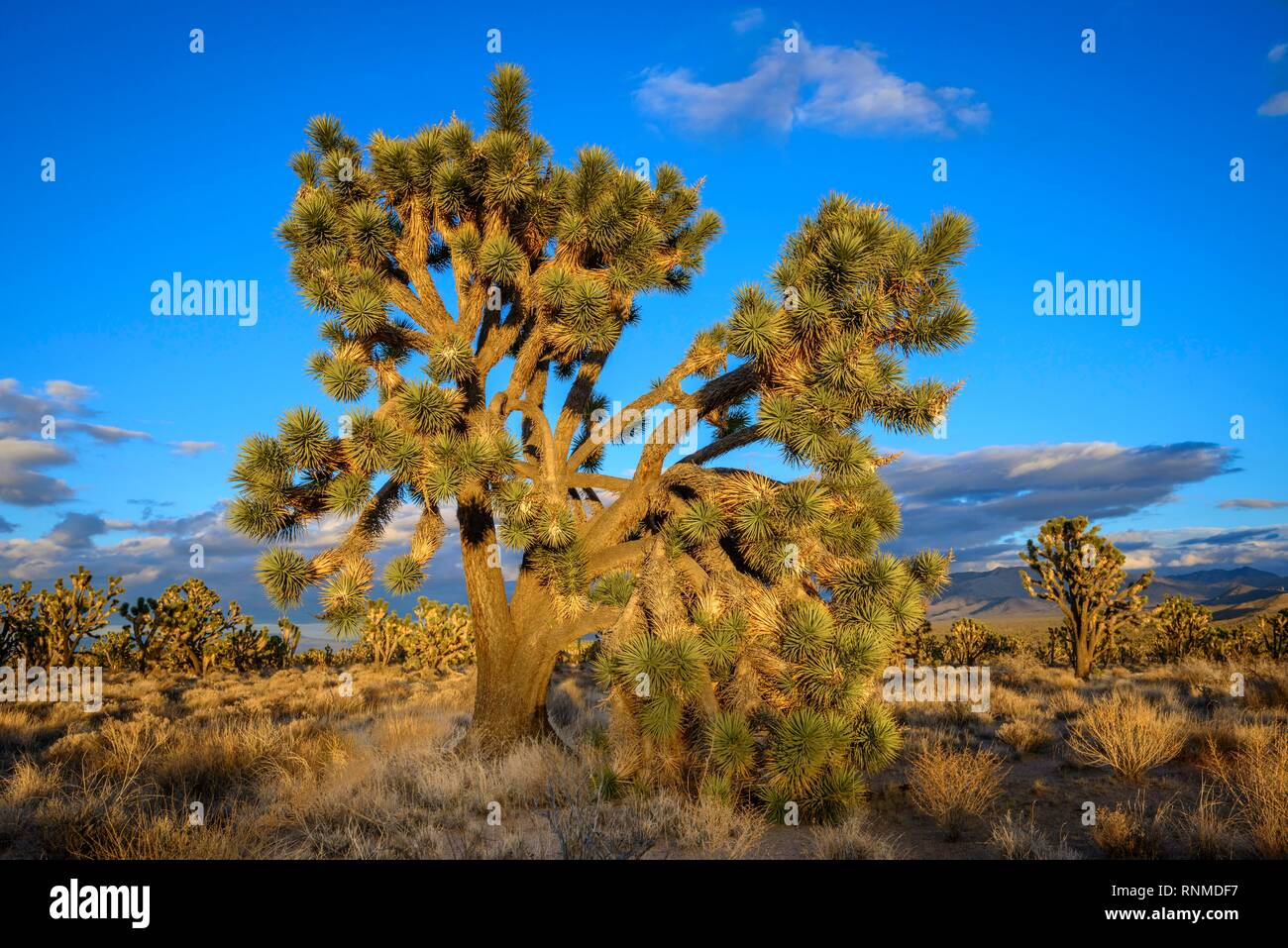 Joshua Trees (Yucca brevifolia) dans la lumière du soir, désert de Mojave, paysage désertique, Mojave National Preserve, California, USA Banque D'Images