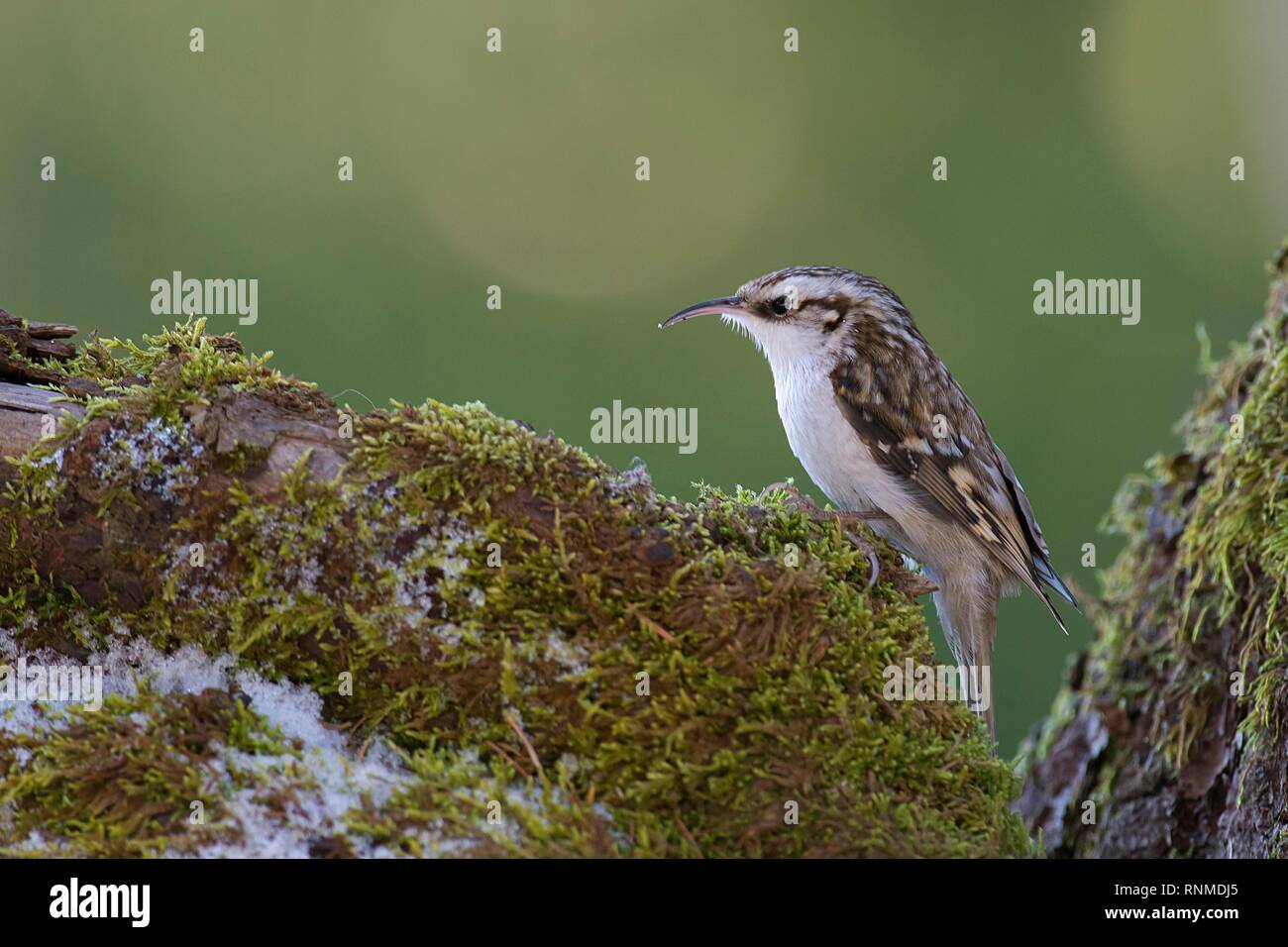 Bruant eurasien (Certhia familiaris) sur le tronc de l'arbre couvert de mousse, Tyrol, Autriche Banque D'Images